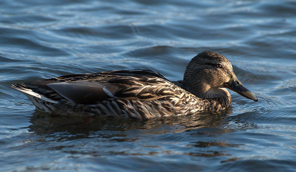 Stockente