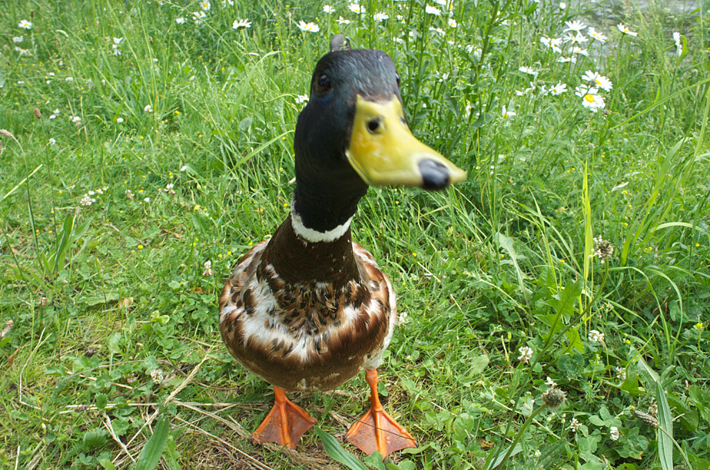 Stockente