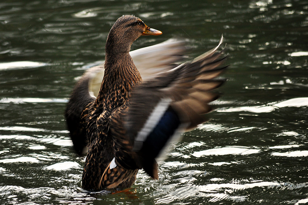 Stockente