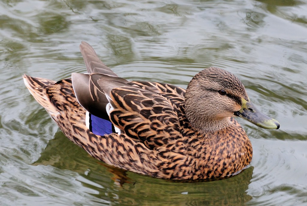 Stockente