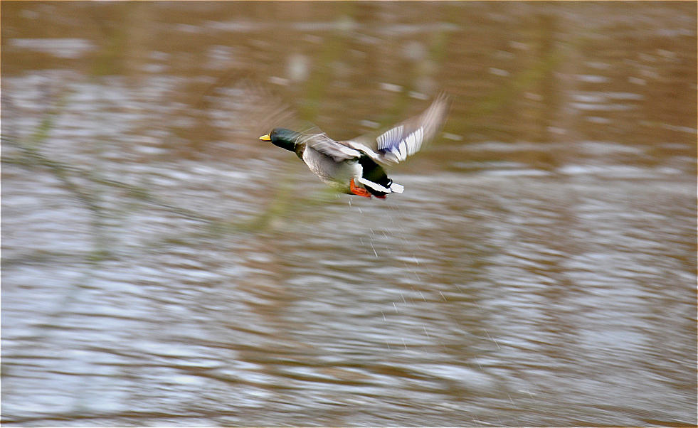 Stockente