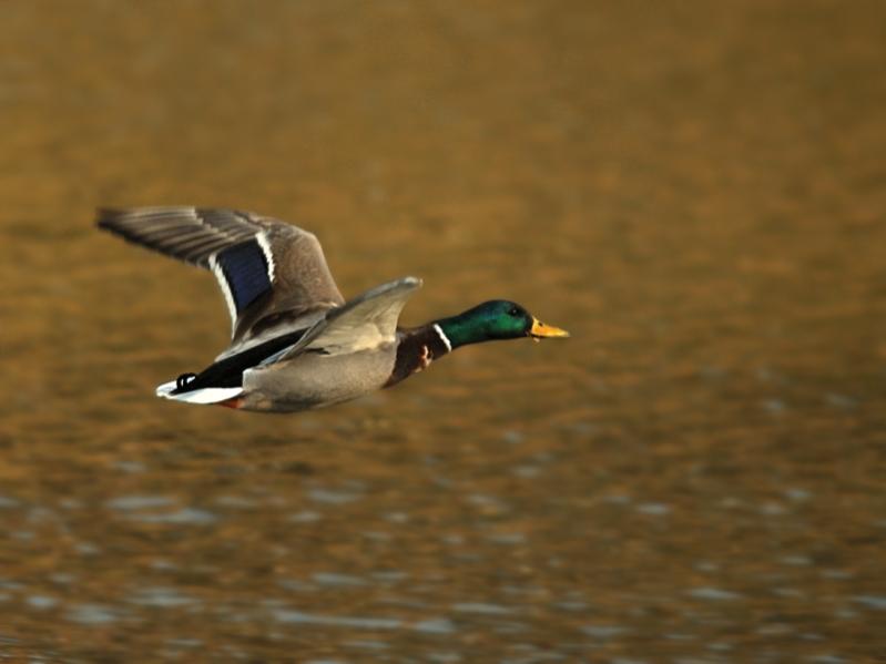 Stockente