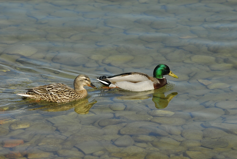stockenten1