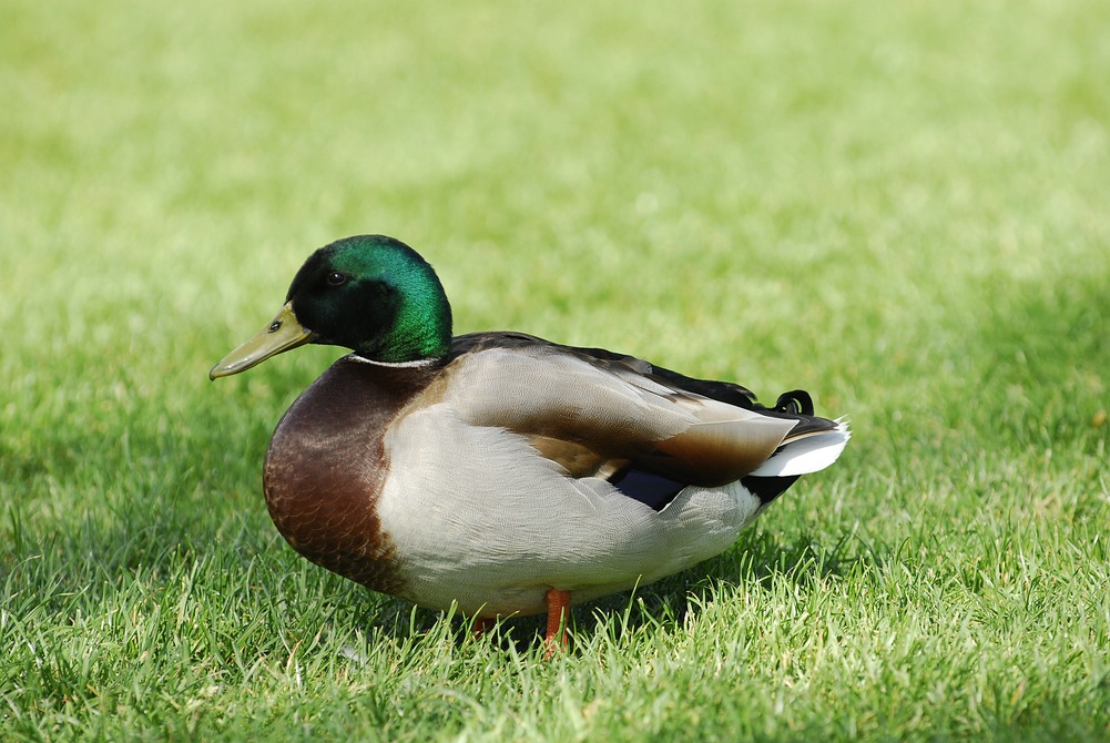 stockenten2
