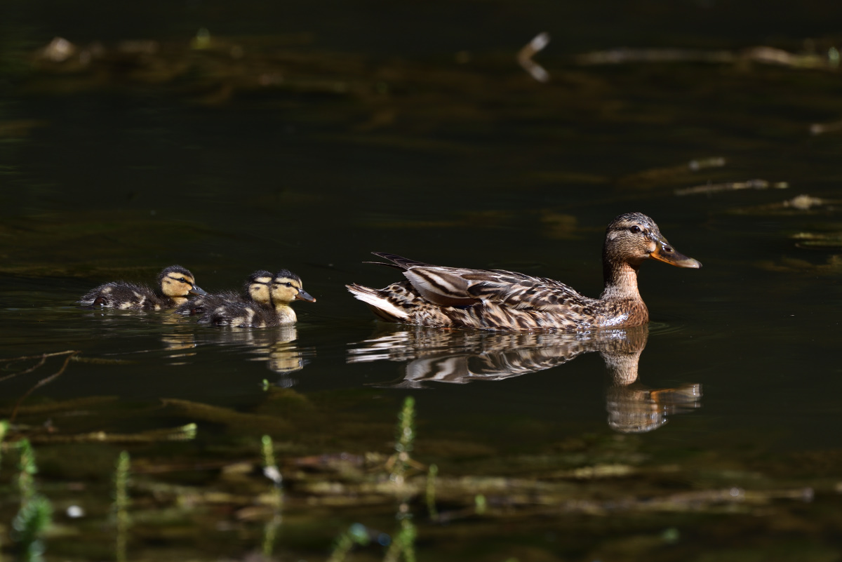 Stockentenfamilie 082016 6