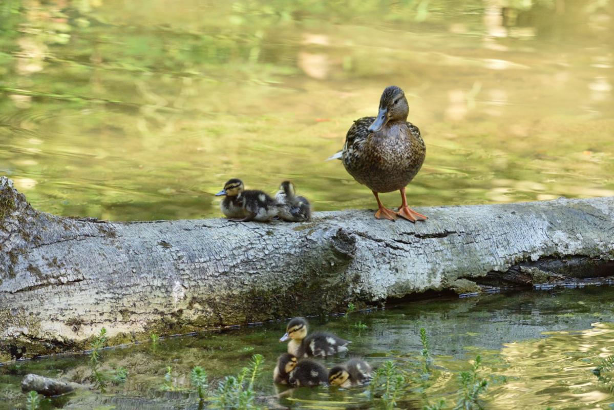 Stockentenfamilie 082016 8