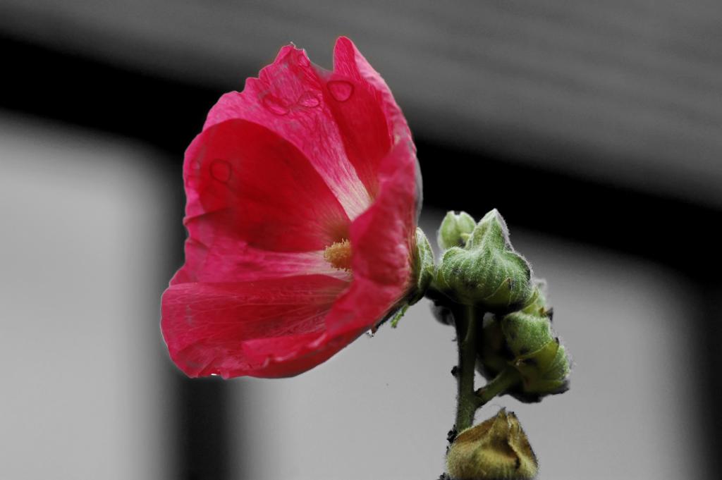 Stockrosenblüte