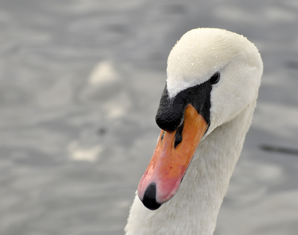 Stolz