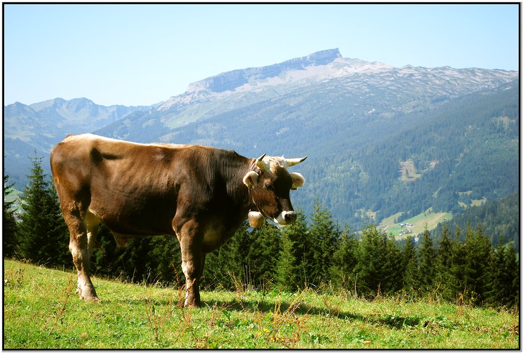 Stolze Kuh vor dem Hohen Ifen