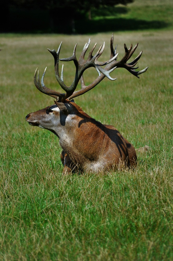 Stolzer Hirsch