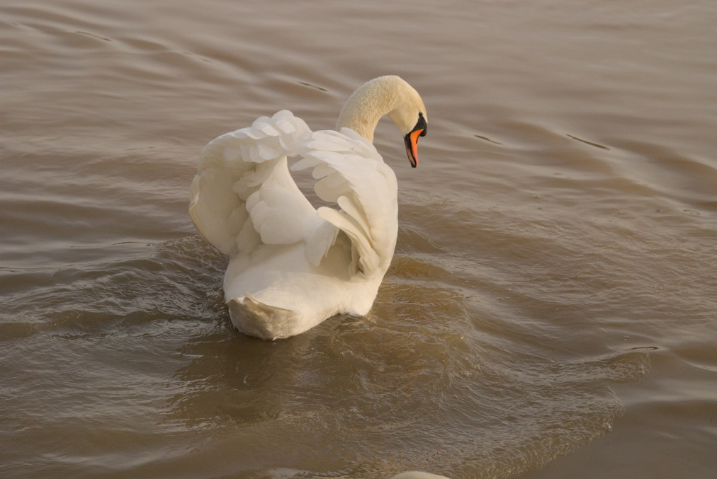 Stolzer Schwan 1
