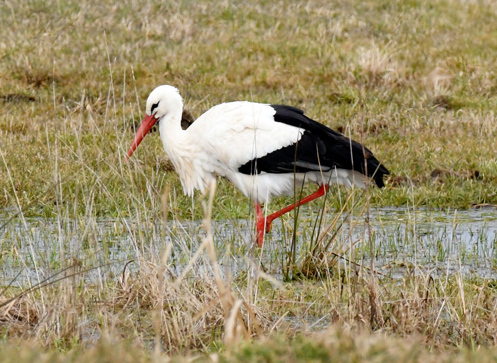 storch.1.nf