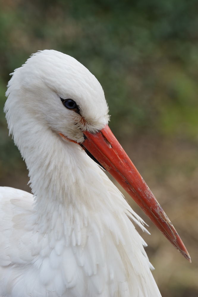 Storch 1