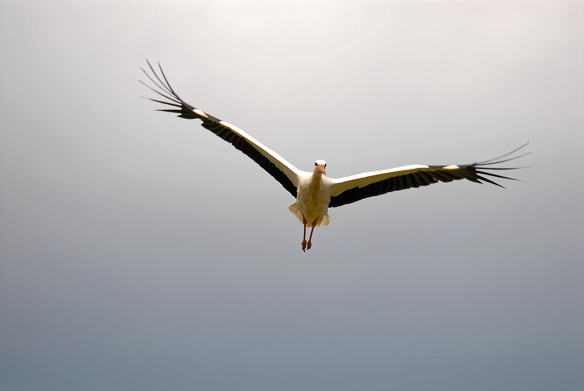 Storch 10.jpg