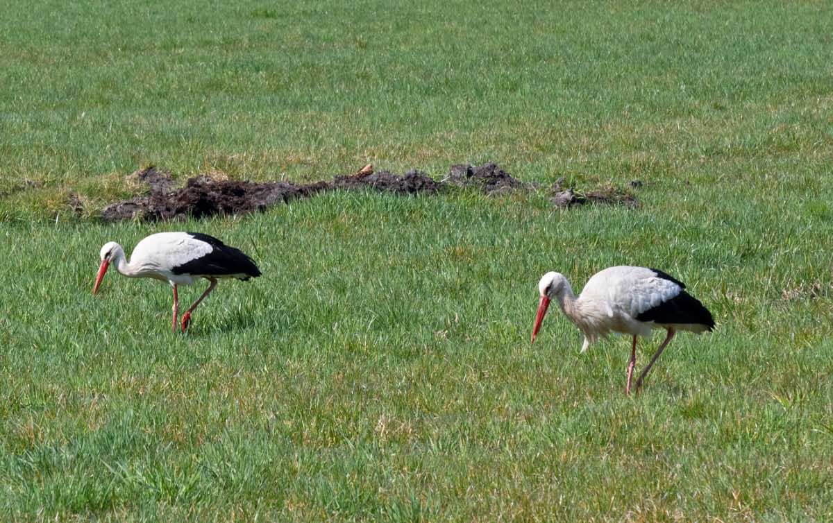 Storch 2.jpg