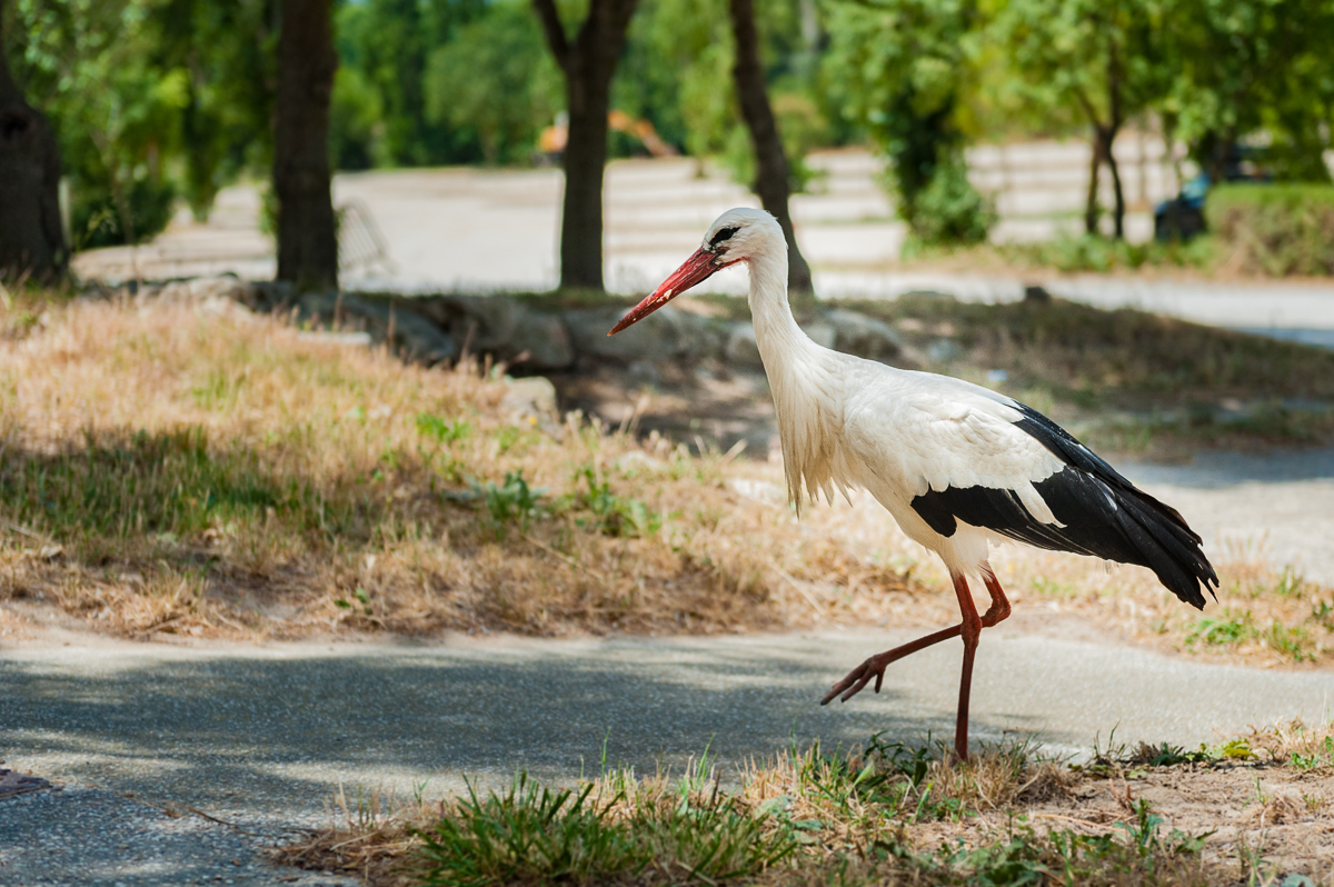 Storch 2