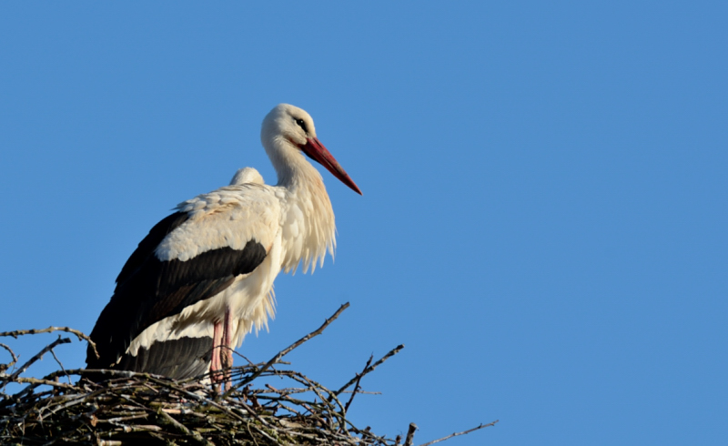 Storch 20120417