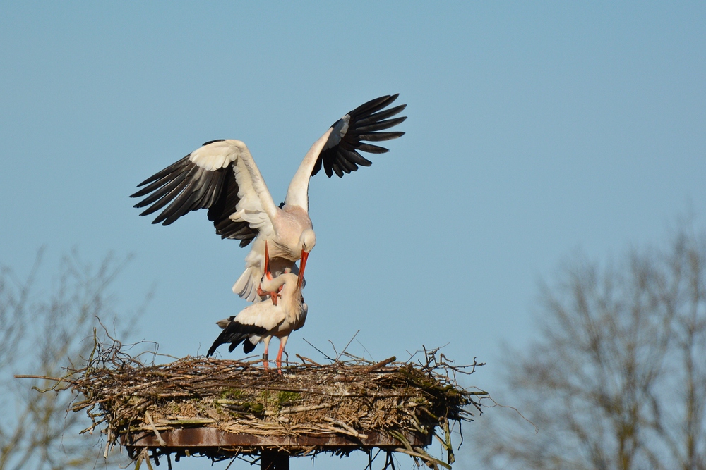 Storch 2015.12
