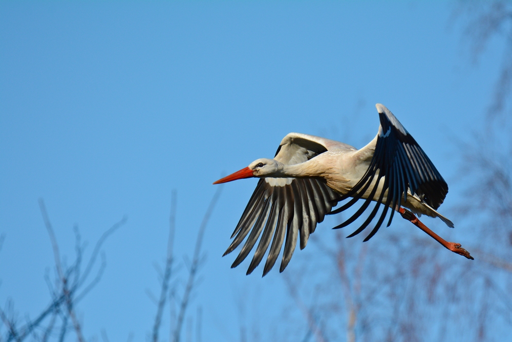 Storch 2015.27