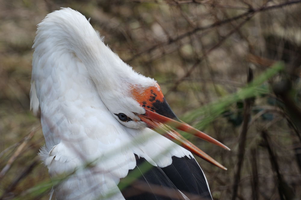Storch 3