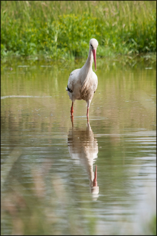 Storch an der Kiebitzwiese II