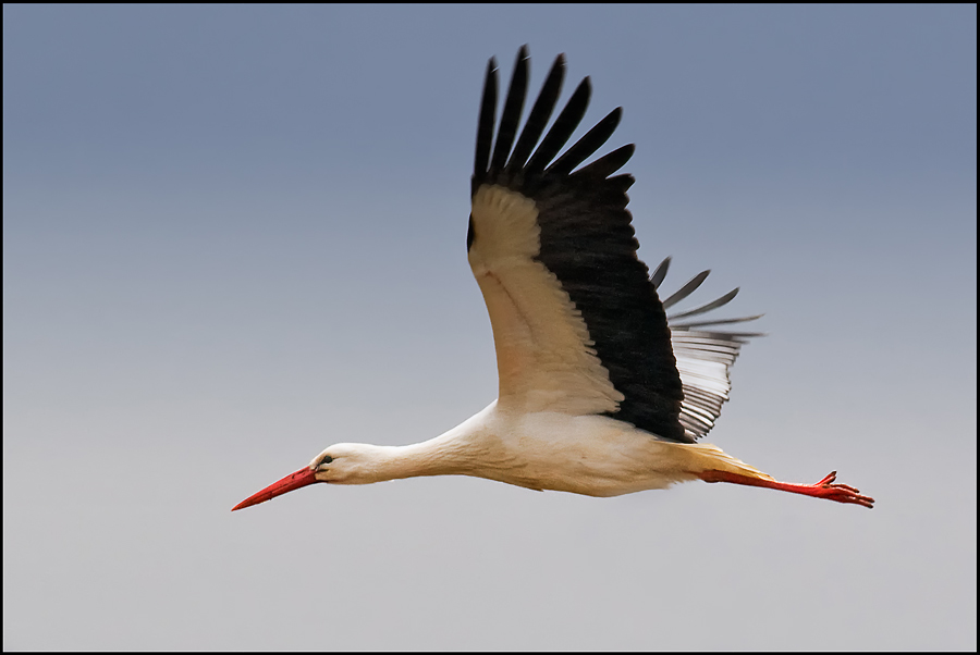 storch gerstungen radloff1