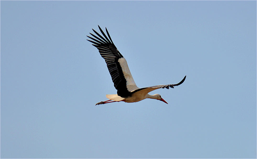 Storch im flug