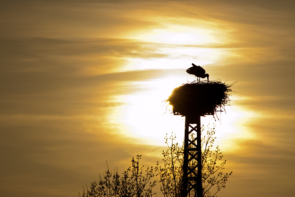 Storch im Gegenlicht