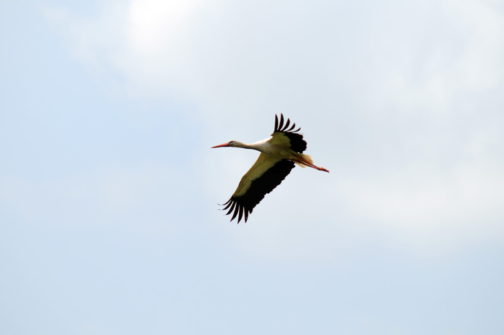 Storch im Vorbeiflug