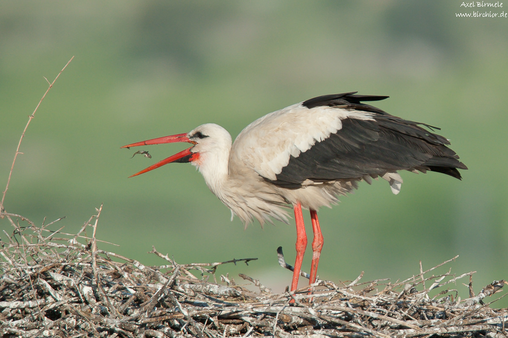 Storch mit Futter 10B 4721 29. April 2010 001