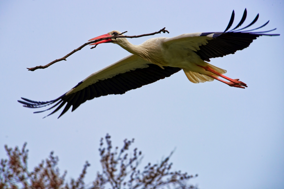 Storch mit Horstbaumaterial II.jpg