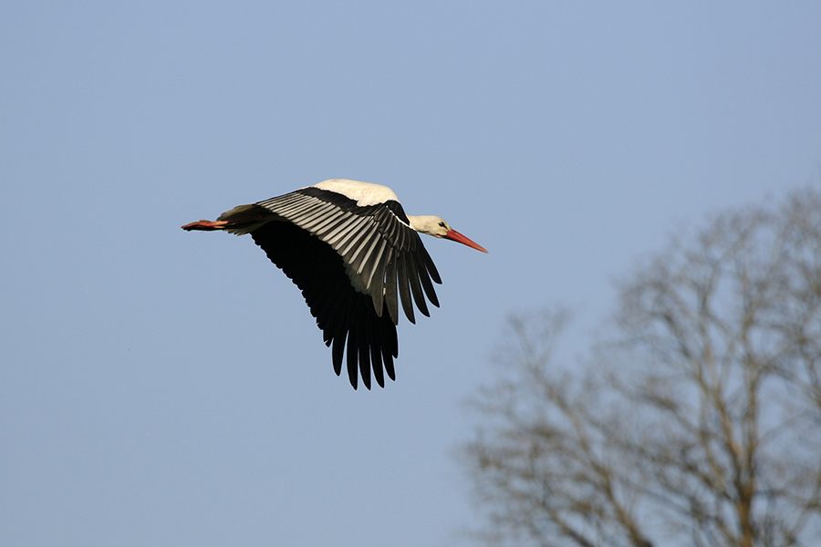 Storch (Mitzieher 1)