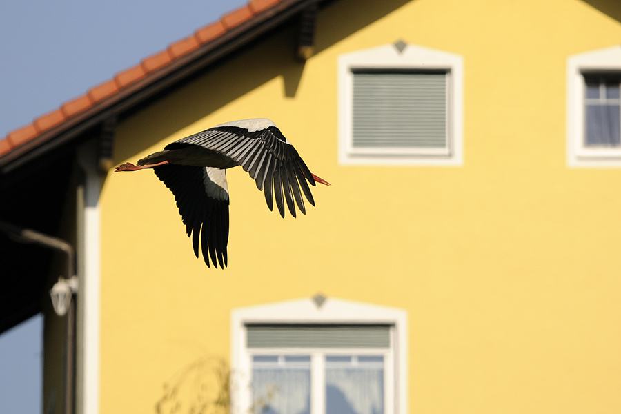 Storch (Mitzieher 2)