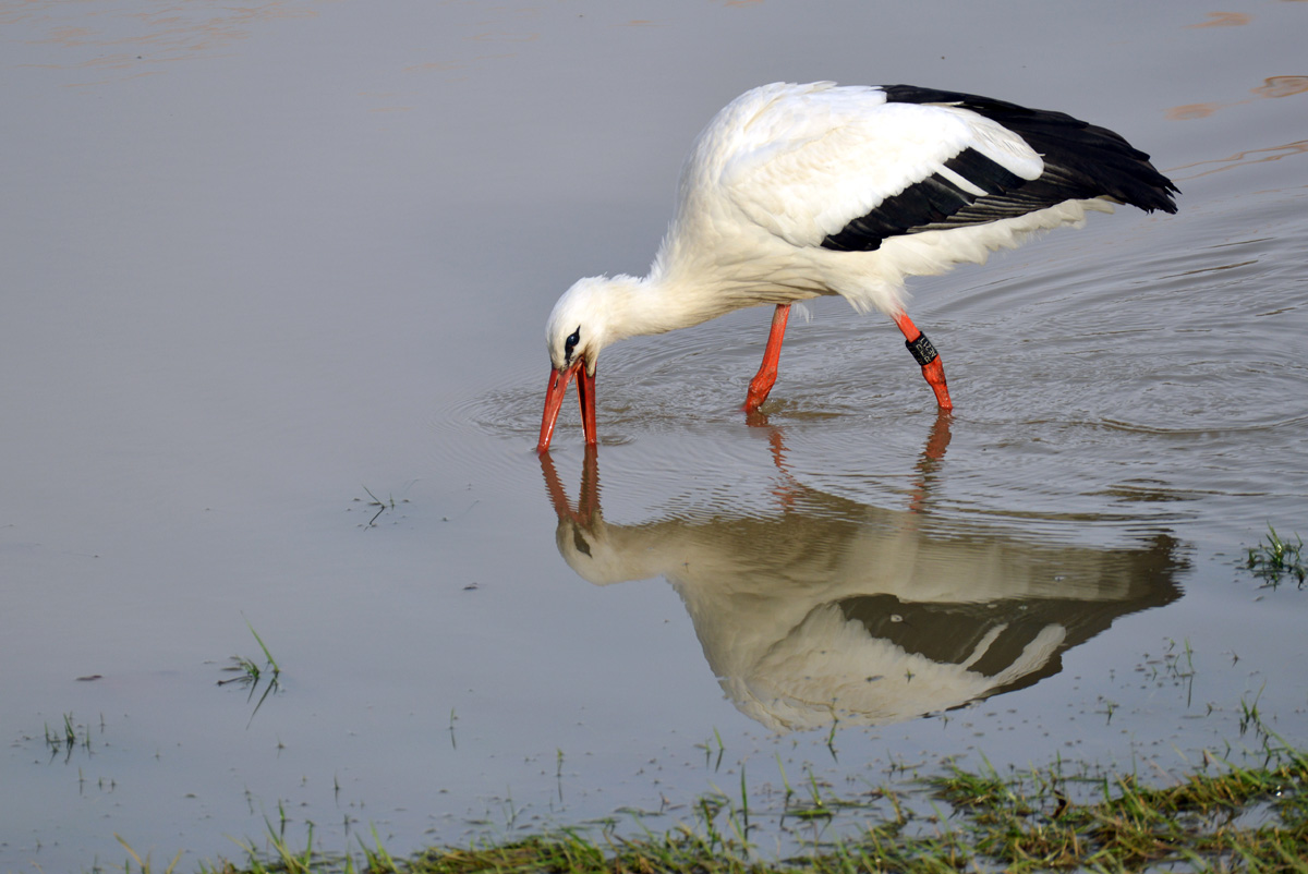 storch neckar 1200