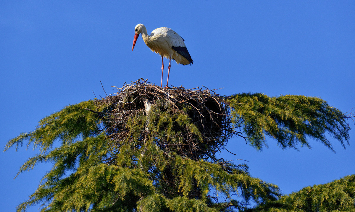 storch nest 1200