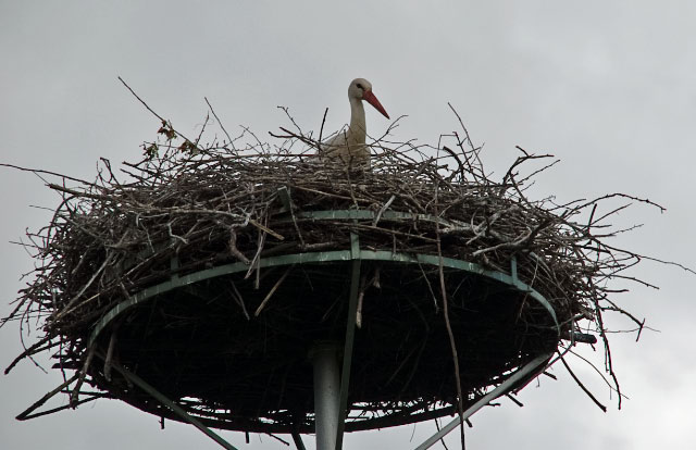 Storch Pfortz 30 05 2010 13 bearbeitet 1