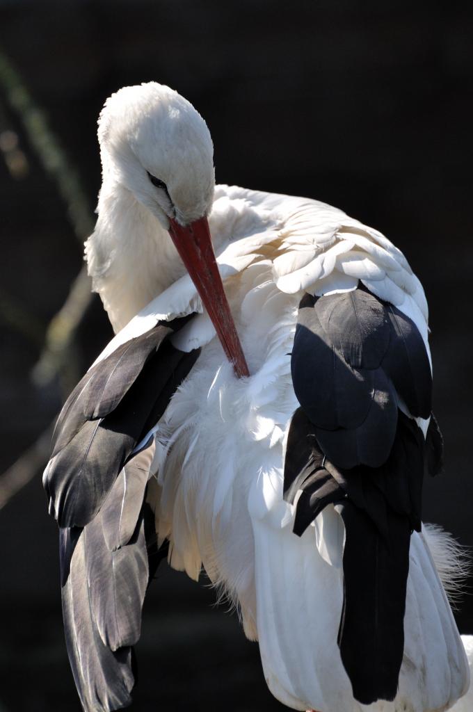 Storch 
Schnappschuss mit der Nikon D90