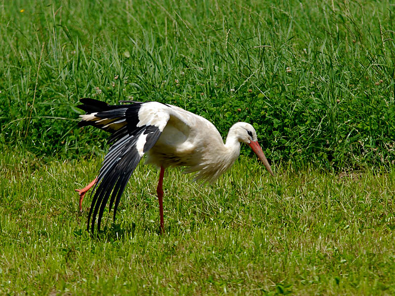 Storch tanzt Schwanensee