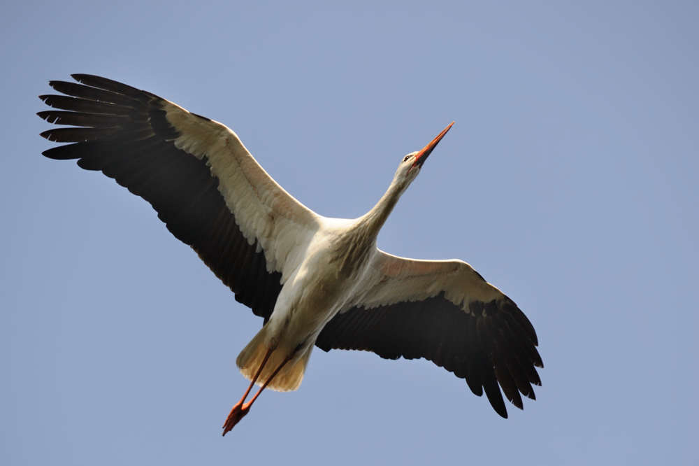 Storch
Tiergarten Nürnberg