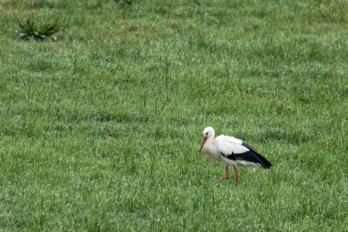Storch vor der Arbeit