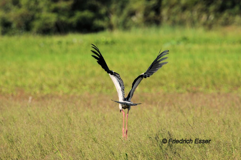 Storch