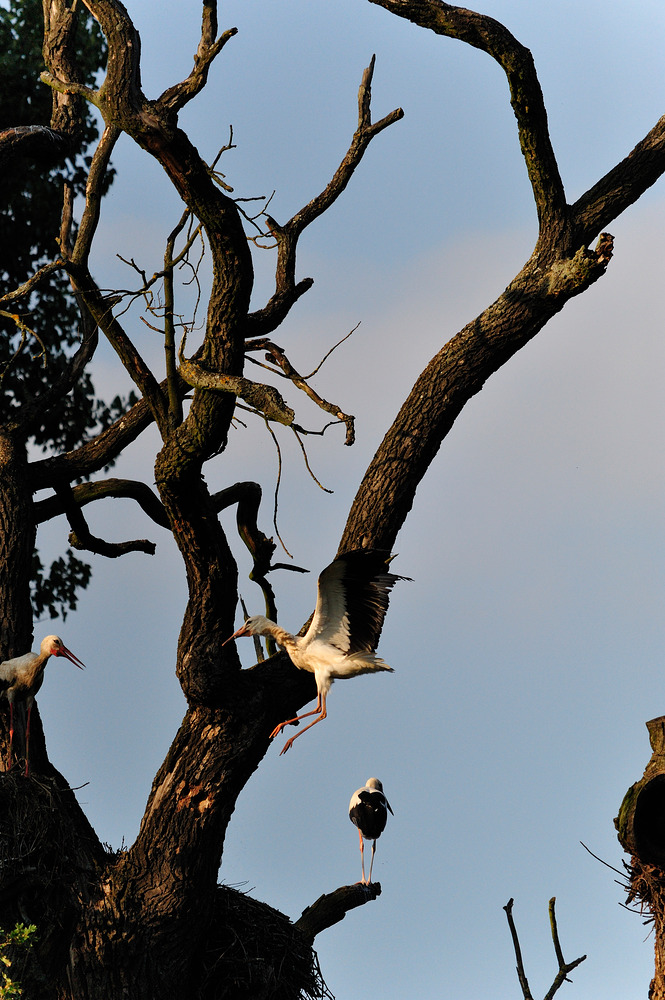 storch