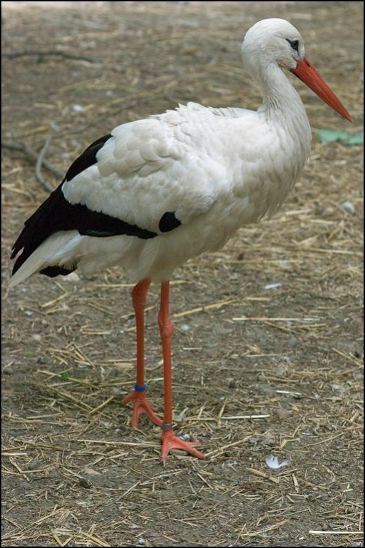 Storch