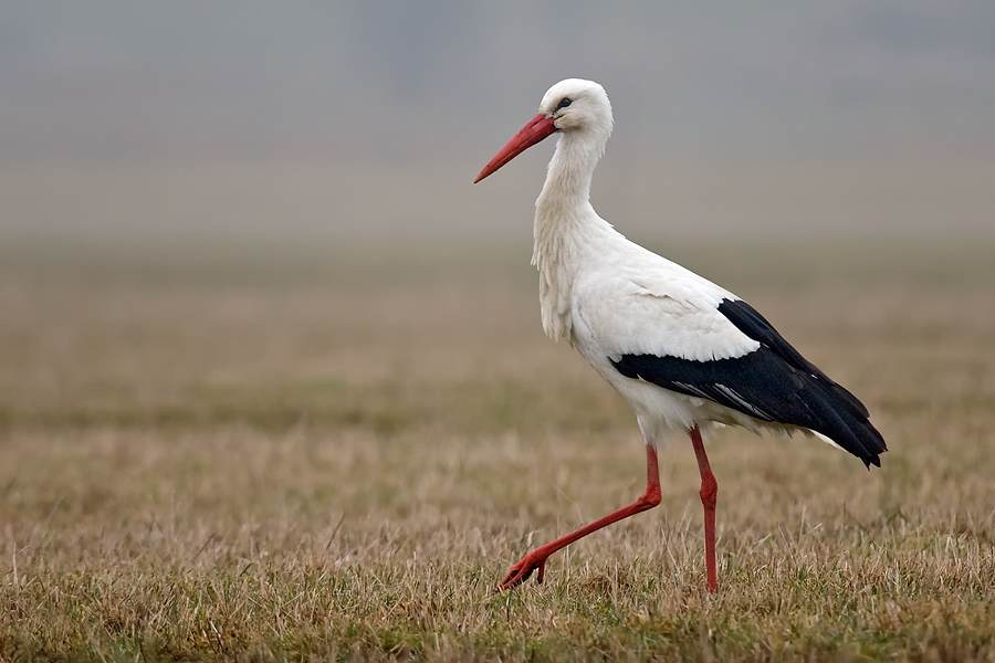 storch