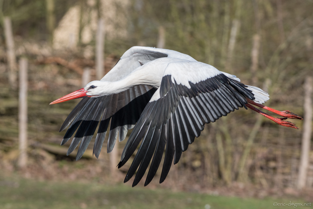 Storch