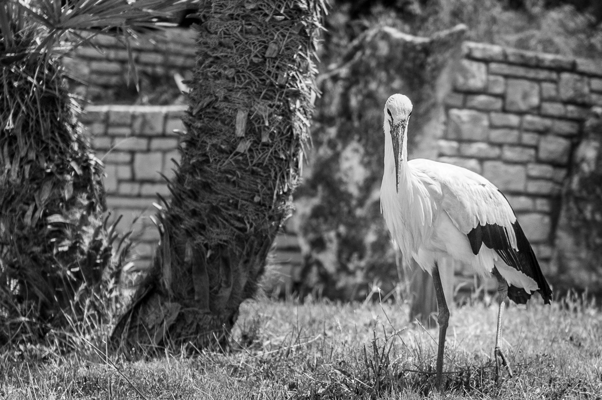 Storch