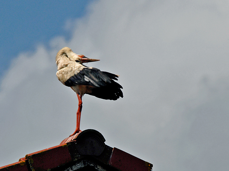Storch