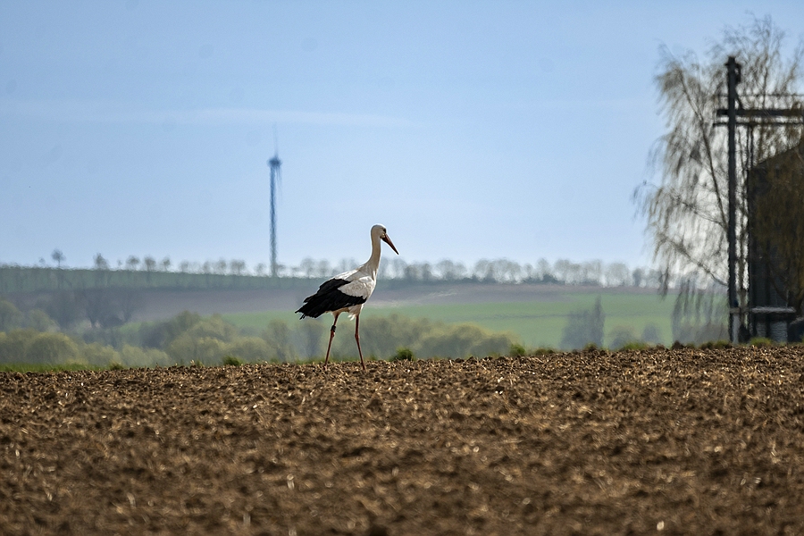 Storch
