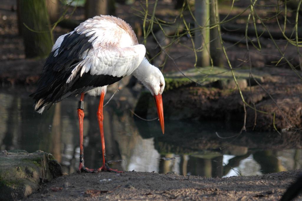 Storch