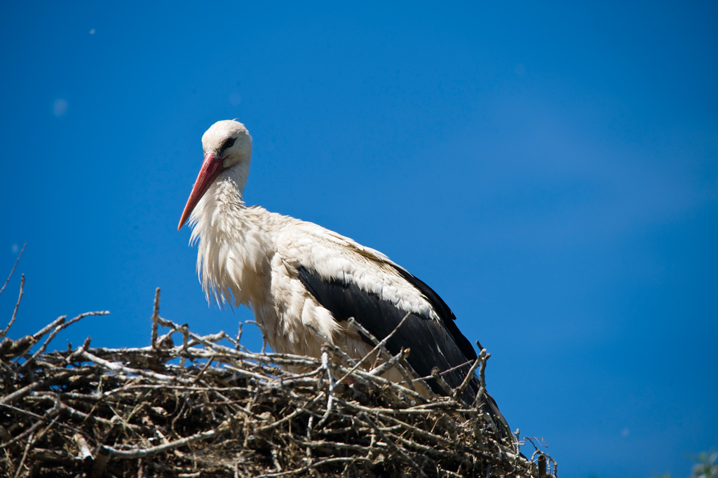 Storch